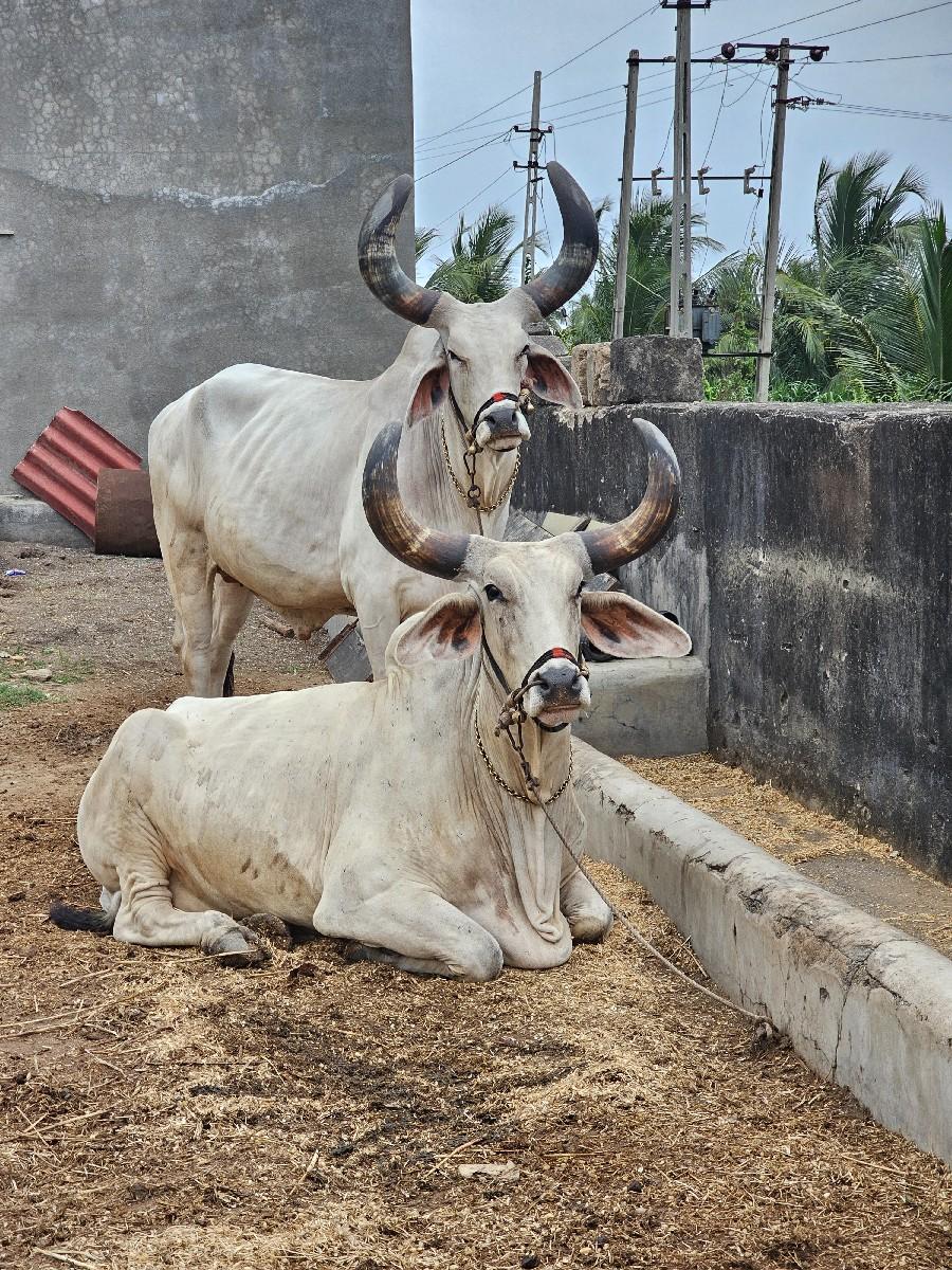 થંબનેલ 2