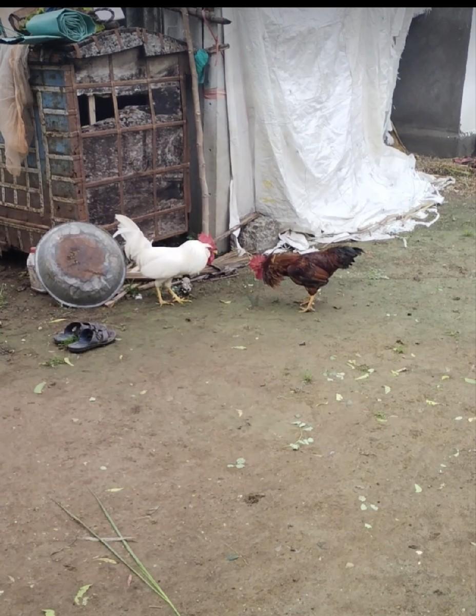 કુકડા વેચવાના છે