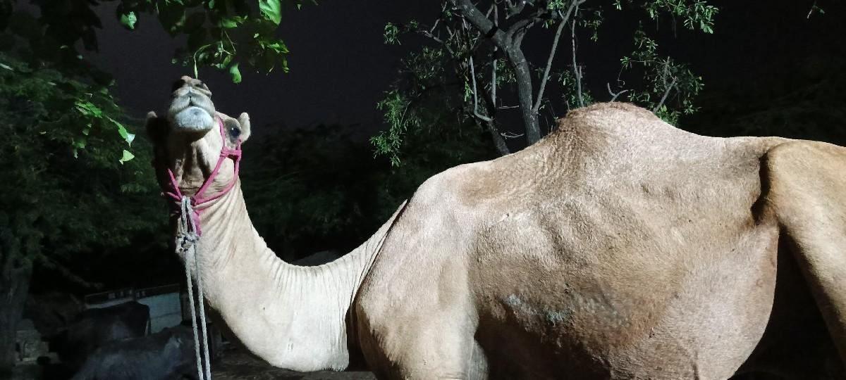 થંબનેલ 2