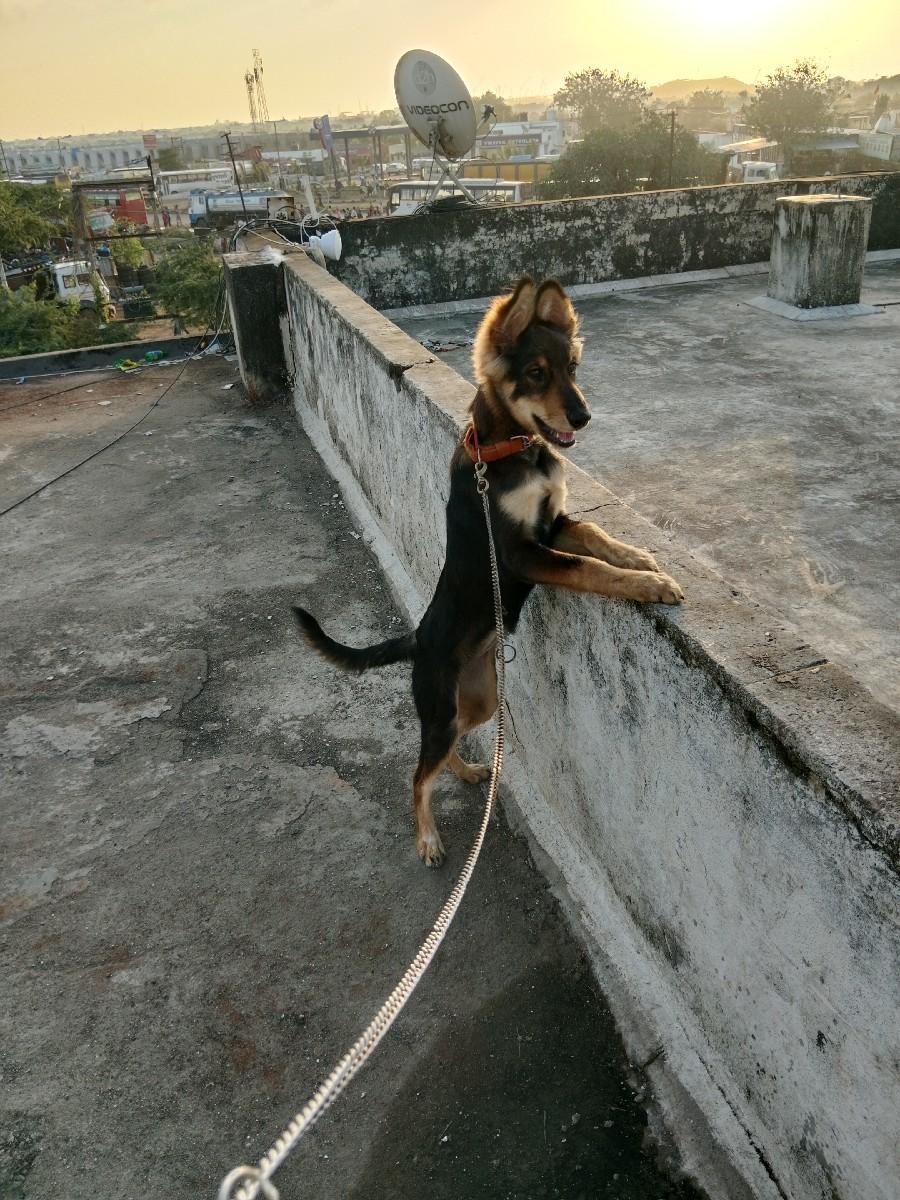 female/કૂતરી