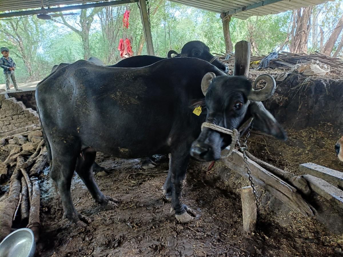 ભેંસ વેસ વાની સે