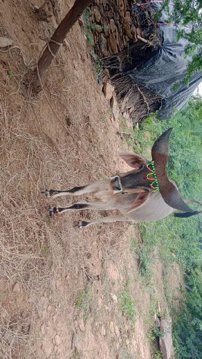 थंबनेल 3