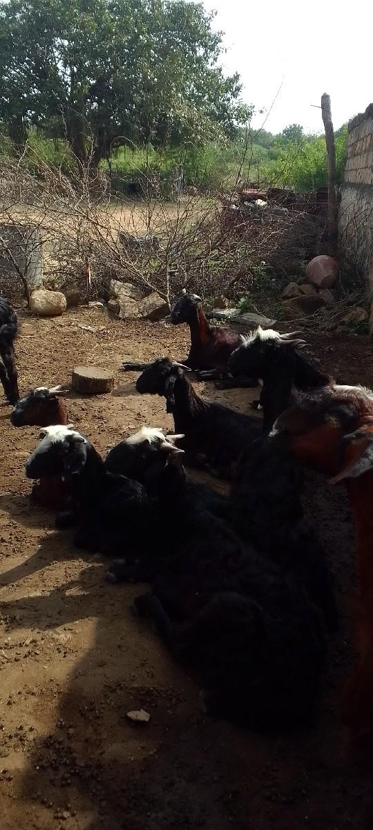 થંબનેલ 3