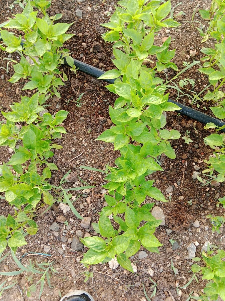 મરસીનો્.રોપ