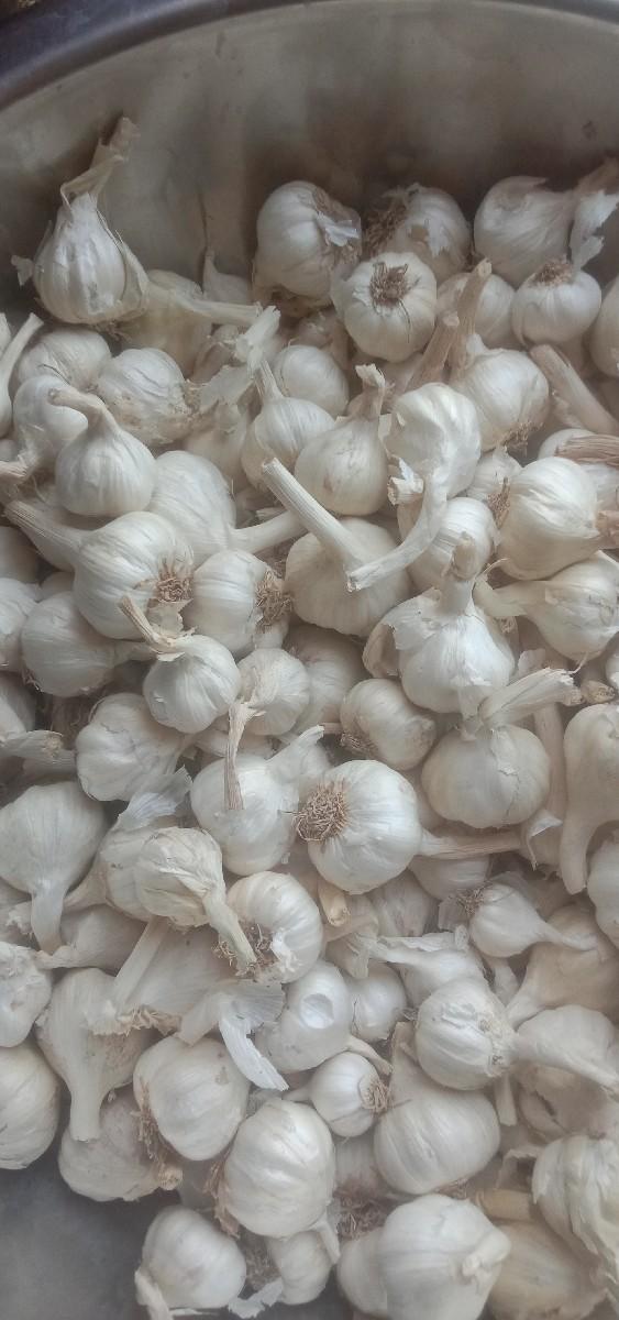 ભેંસ વેચવાની છે નવમો મહિનો ચાલે