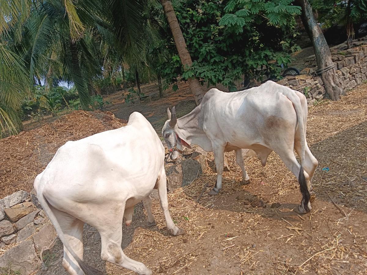 બળદ વેચવાના છે