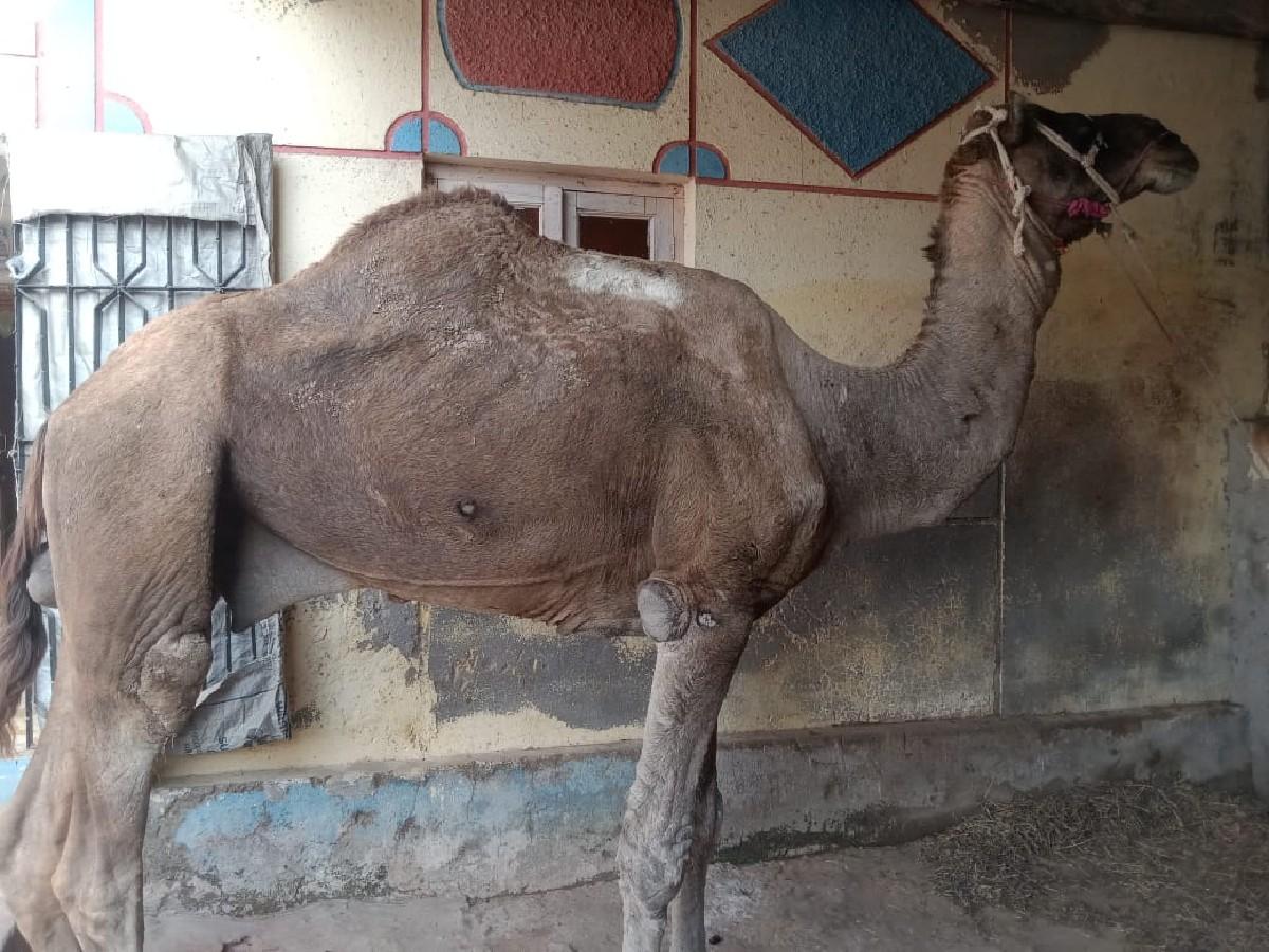 2વરસ ના નેહ છેં