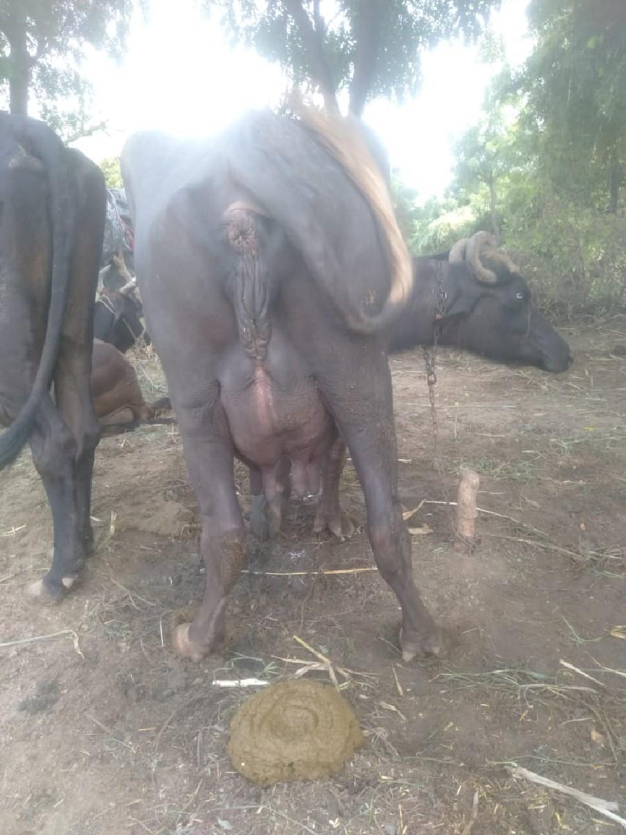 થંબનેલ 2