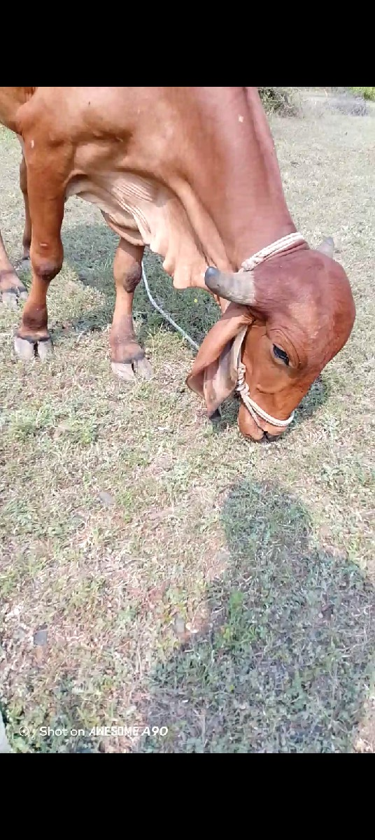 થંબનેલ 2