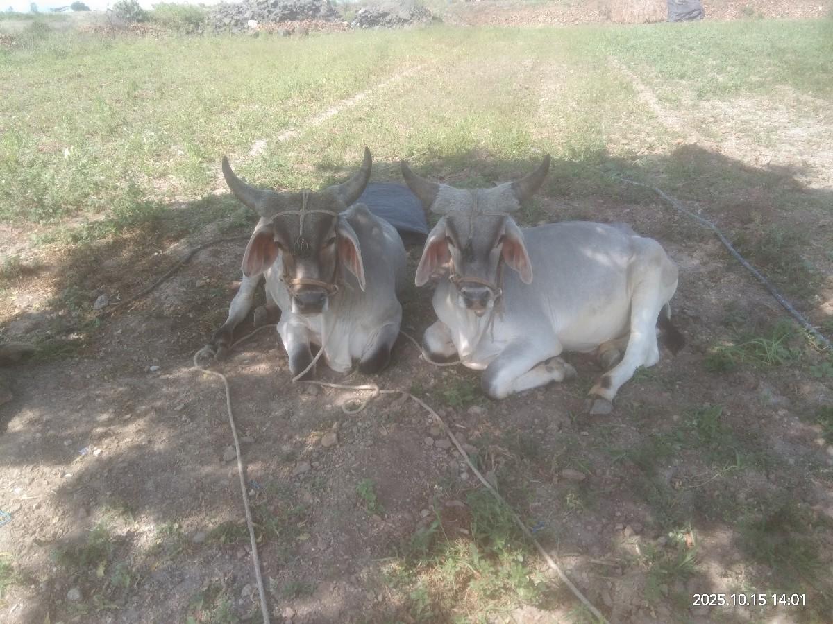 થંબનેલ 2