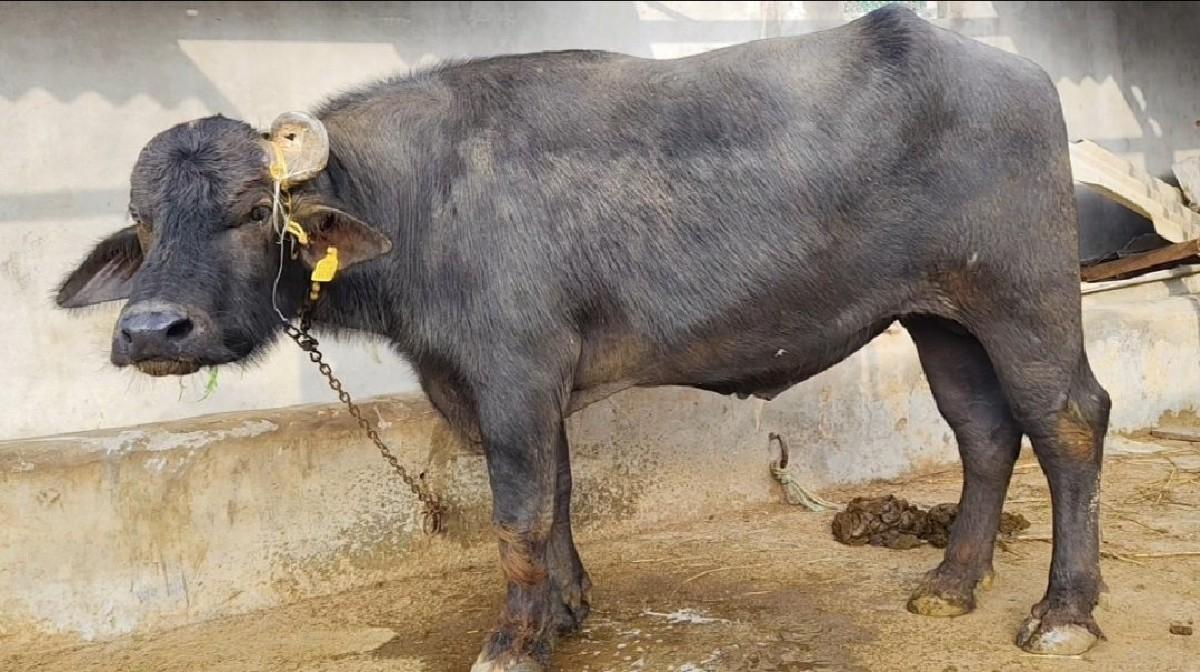 બન્ની નસલ નો પાડો વેચવાનો છે