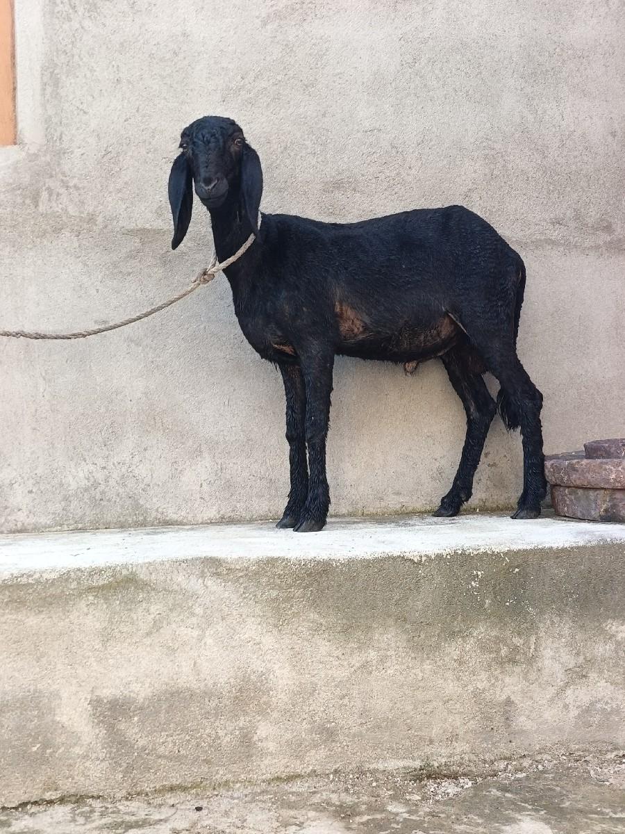 ધેટો વેસવાનો છે