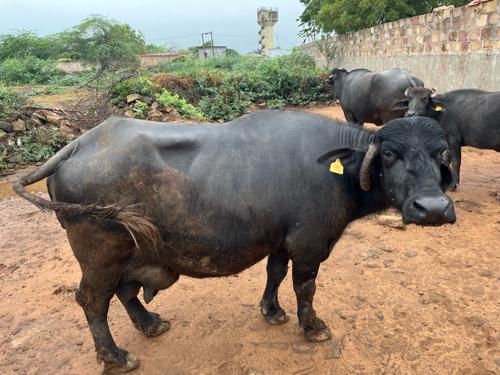 થંબનેલ 2