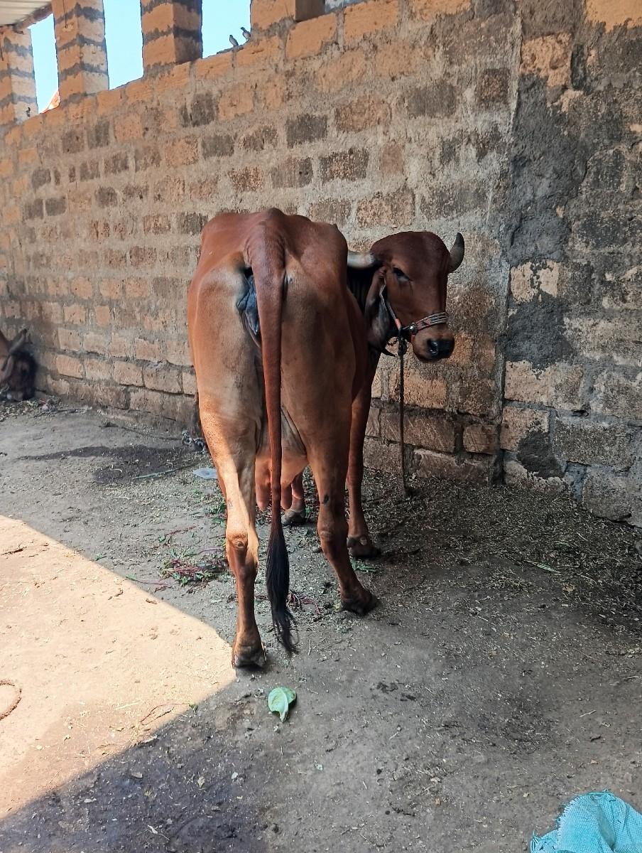 थंबनेल 2