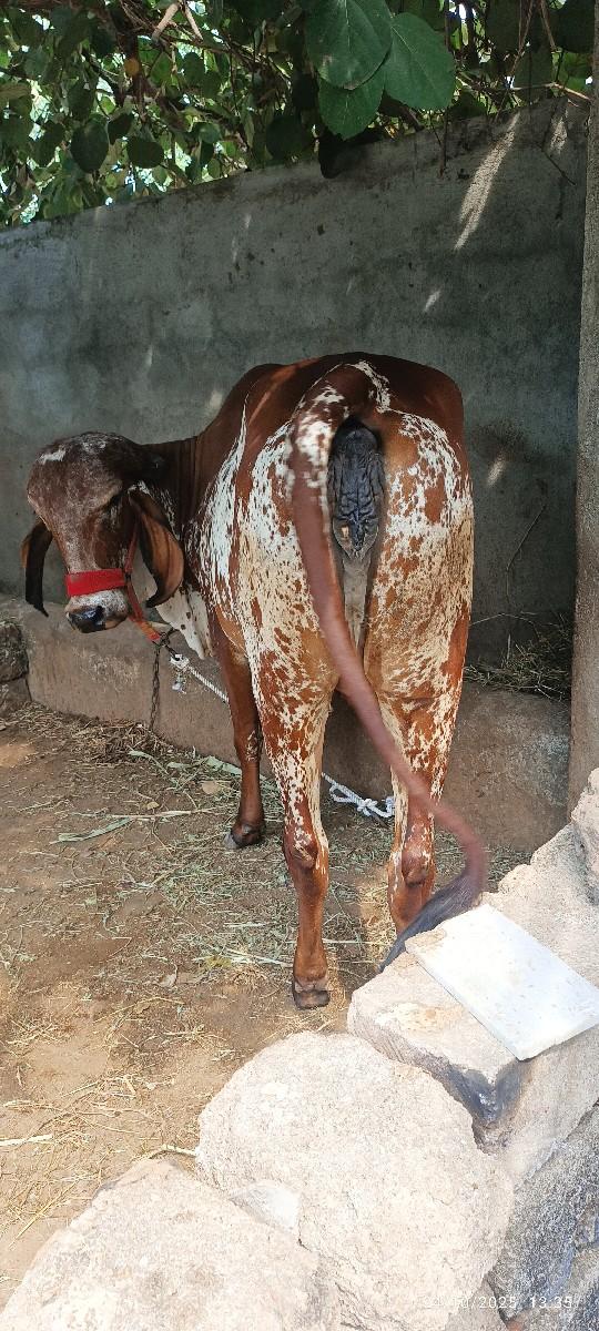 थंबनेल 2