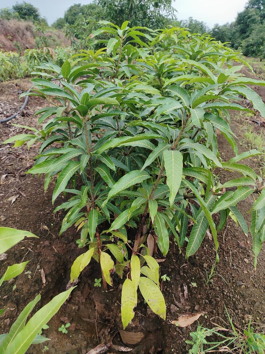 chamuda nursery