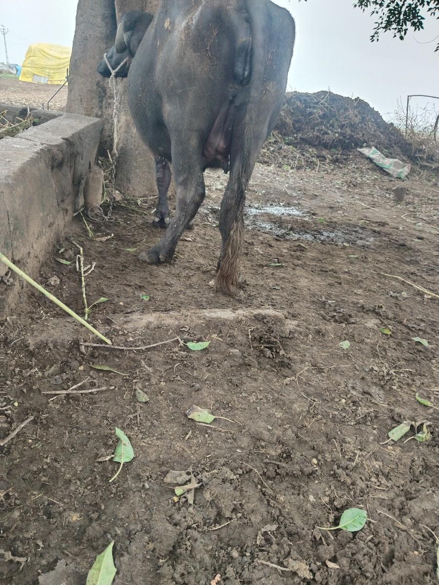 थंबनेल 3