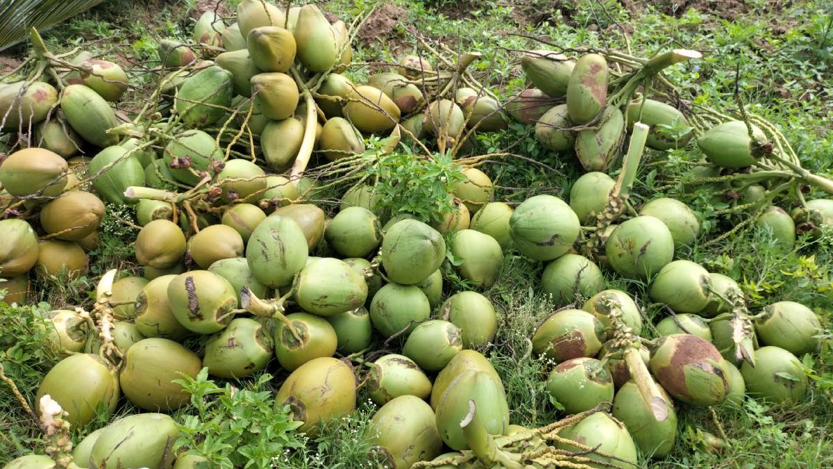 લીલા નારિયેળ લેવા હોય તે સંપર્ક