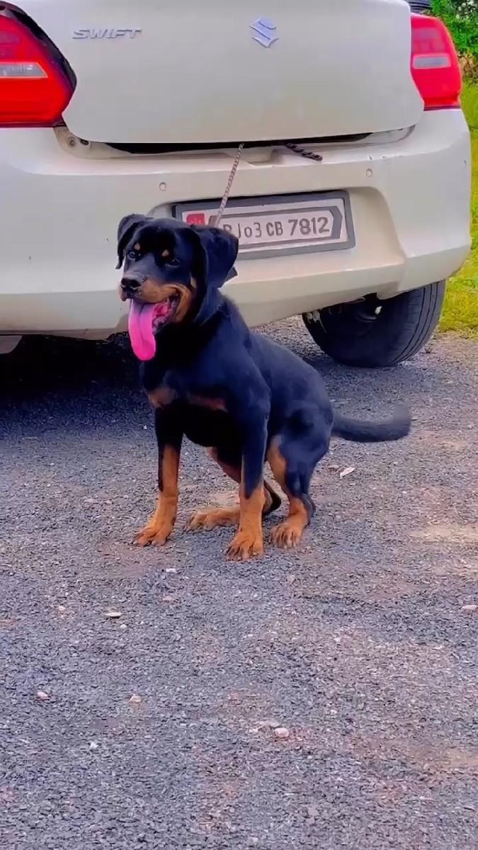 Rottweiler male