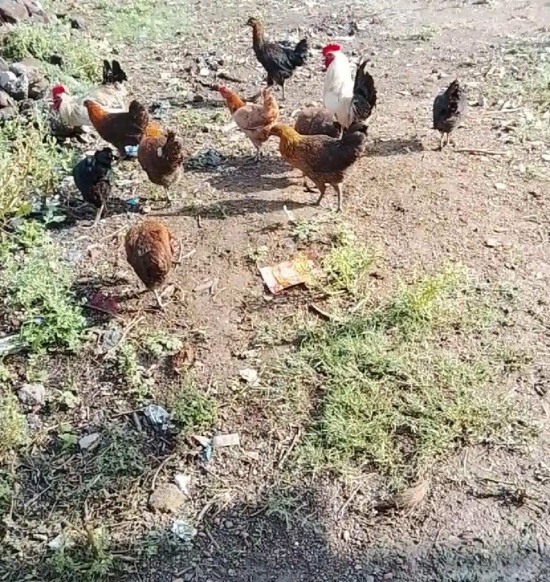 थंबनेल 3