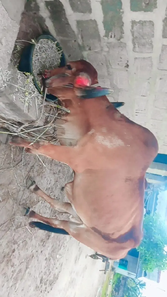 થંબનેલ 2