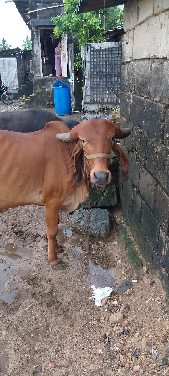 थंबनेल 2