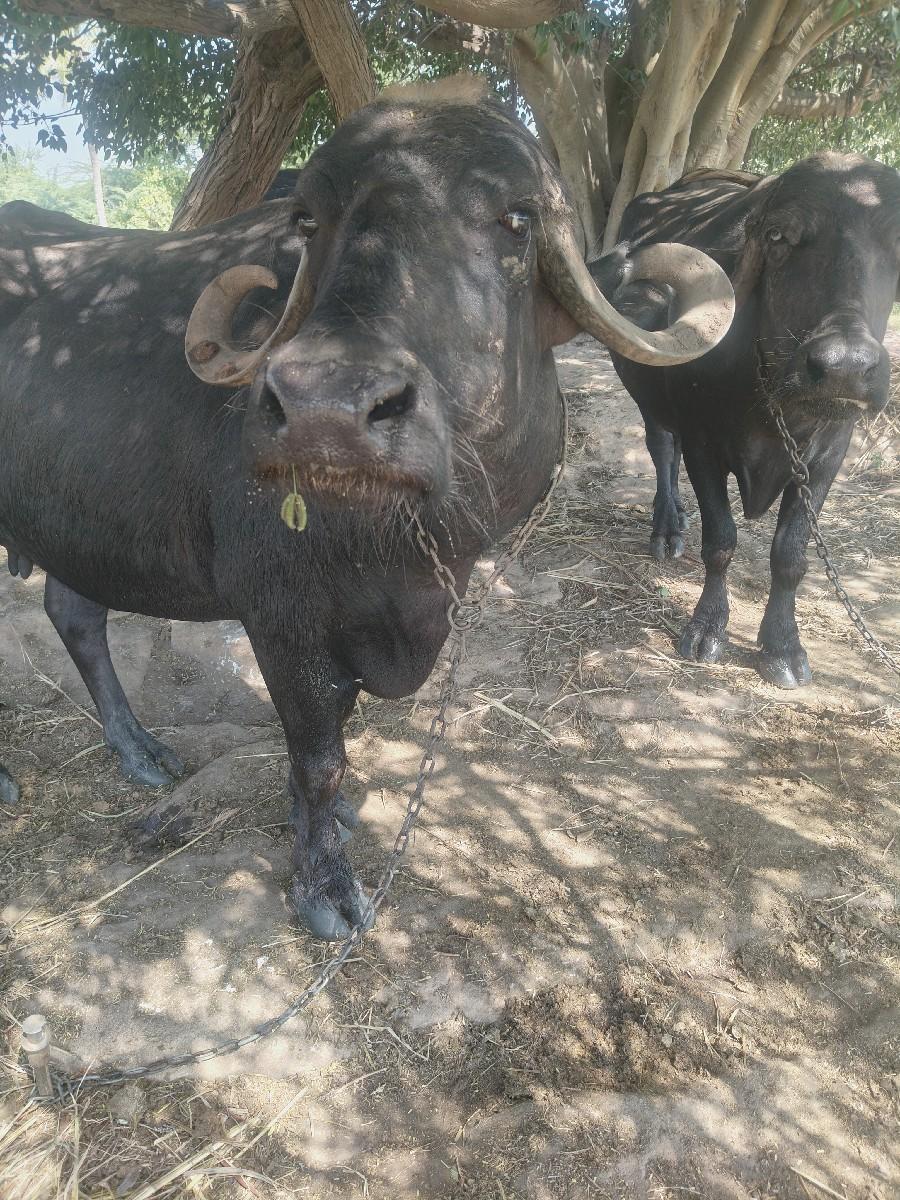 થંબનેલ 2