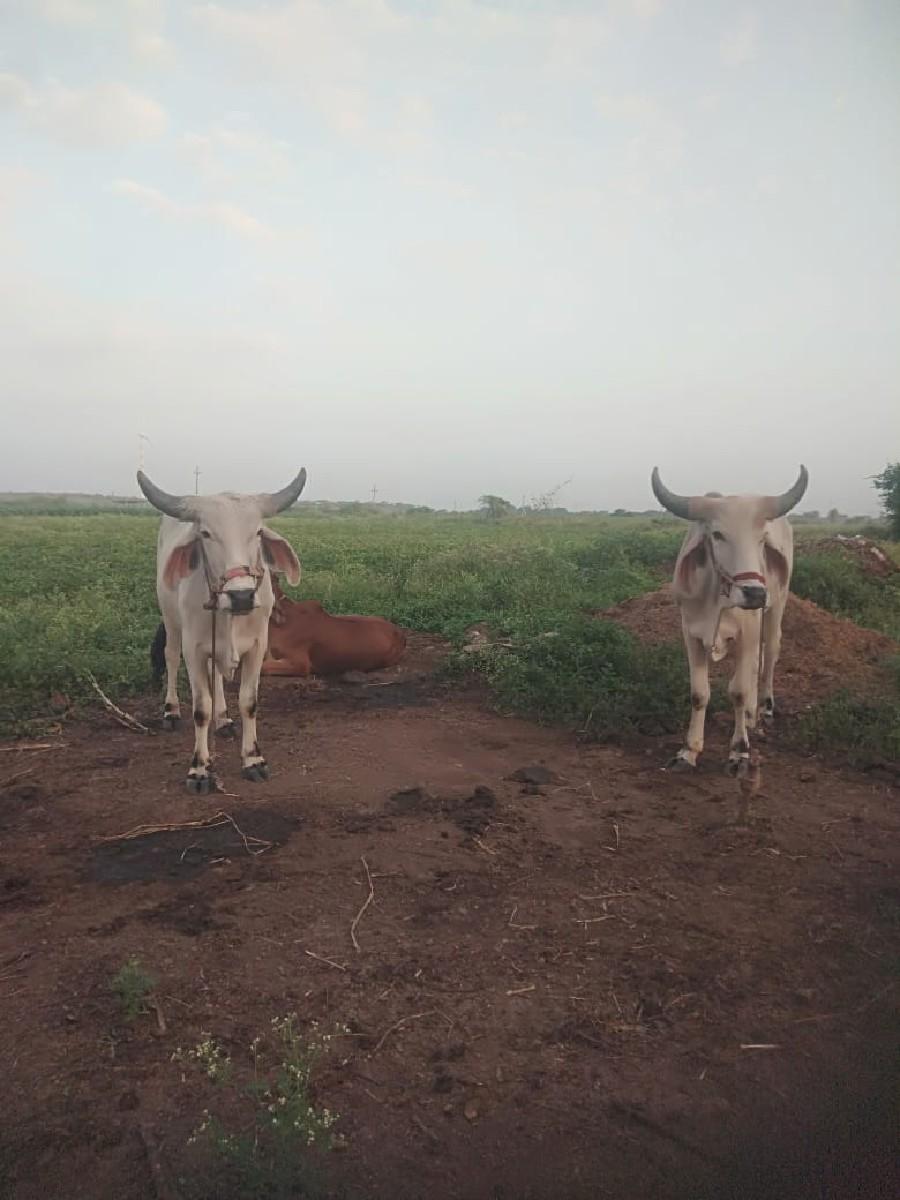 थंबनेल 3