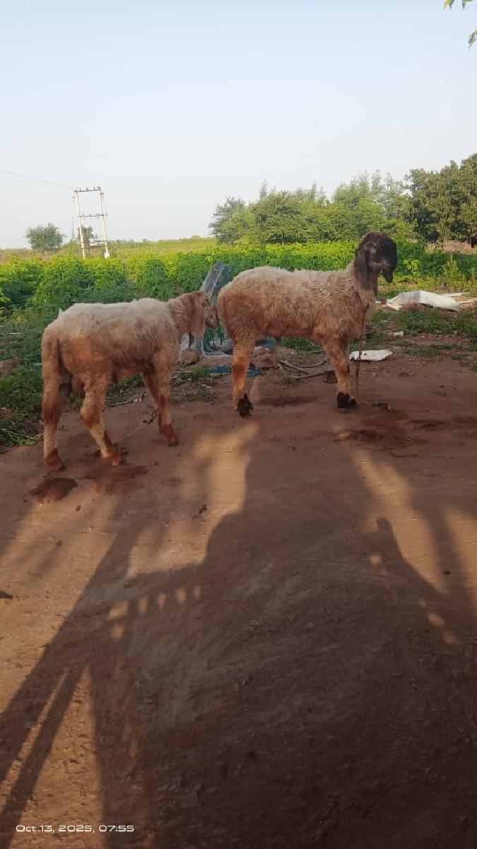 ઘેટાં વેચવાનું છે