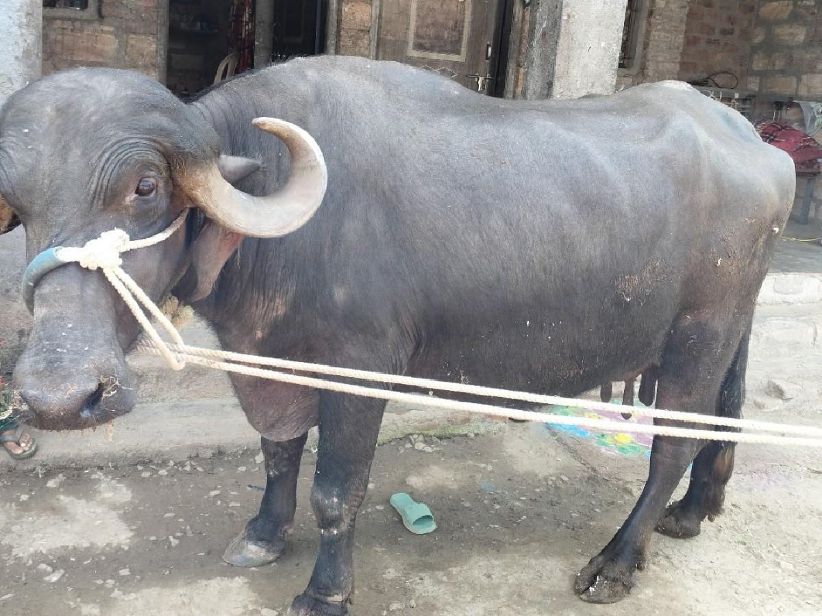 ભેંસ વેચવાની છે