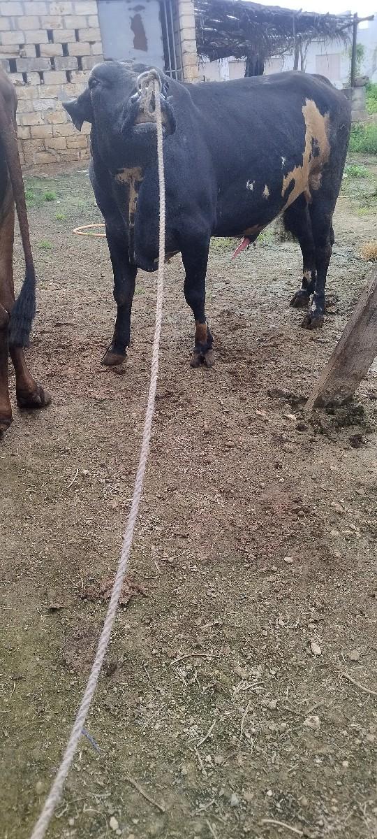 થંબનેલ 2