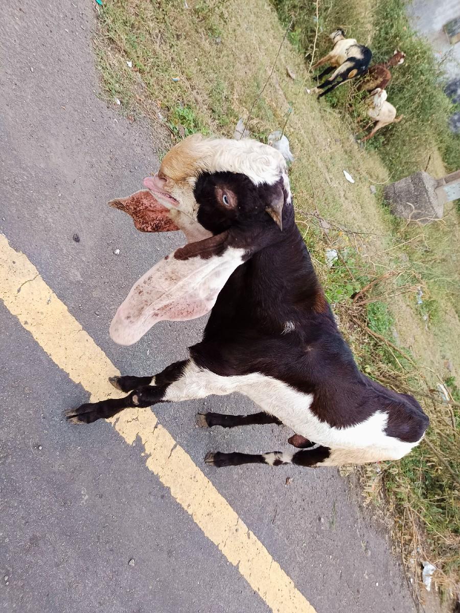 थंबनेल 2