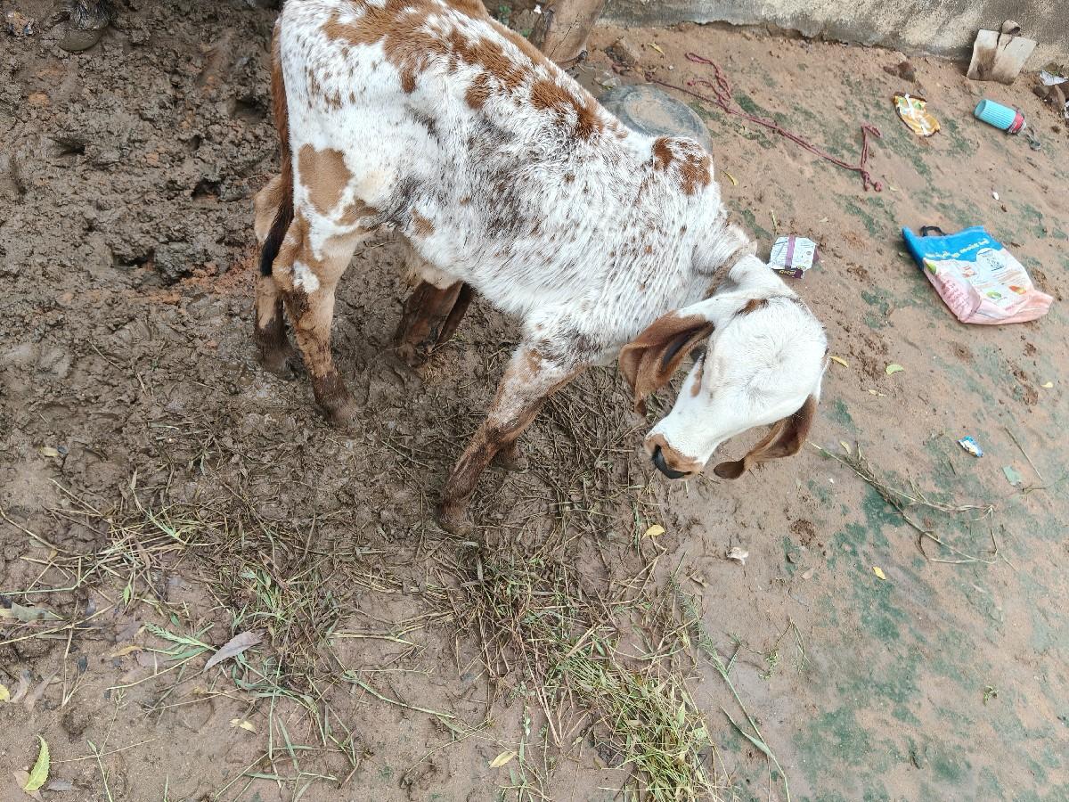 થંબનેલ 3