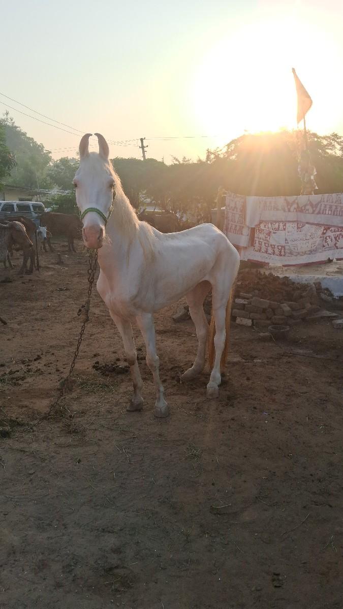 સાટા કરવાના ખડેલા સાટે અથવા ઘોડી