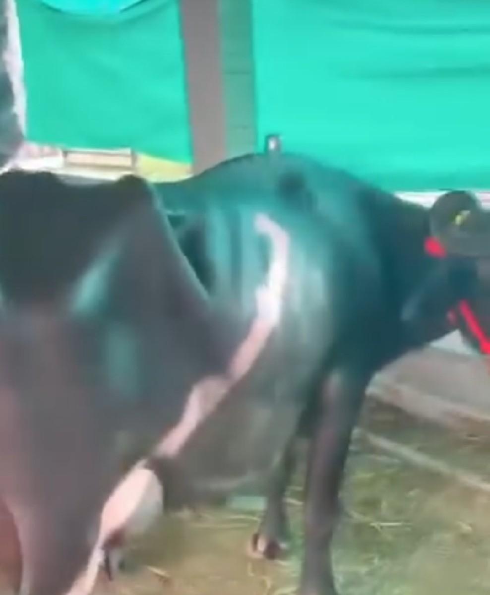 ગાય ભેંસ લે-વેચ