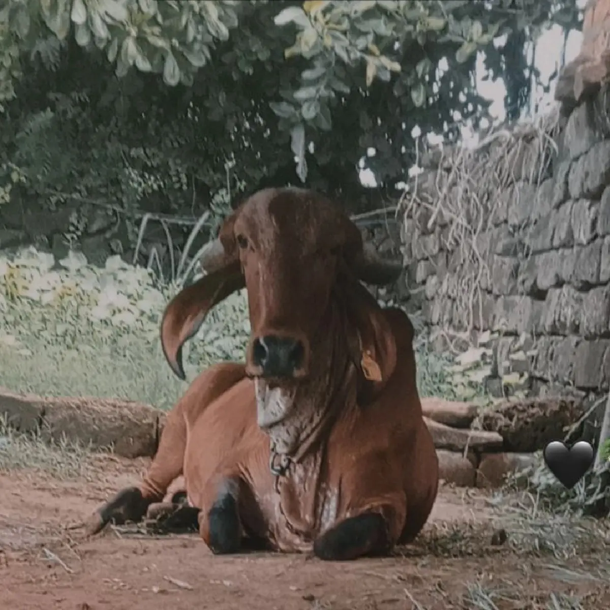 ગીર ગાય વેચવાની છે