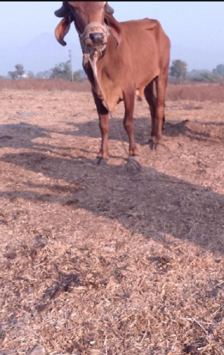 થંબનેલ 3