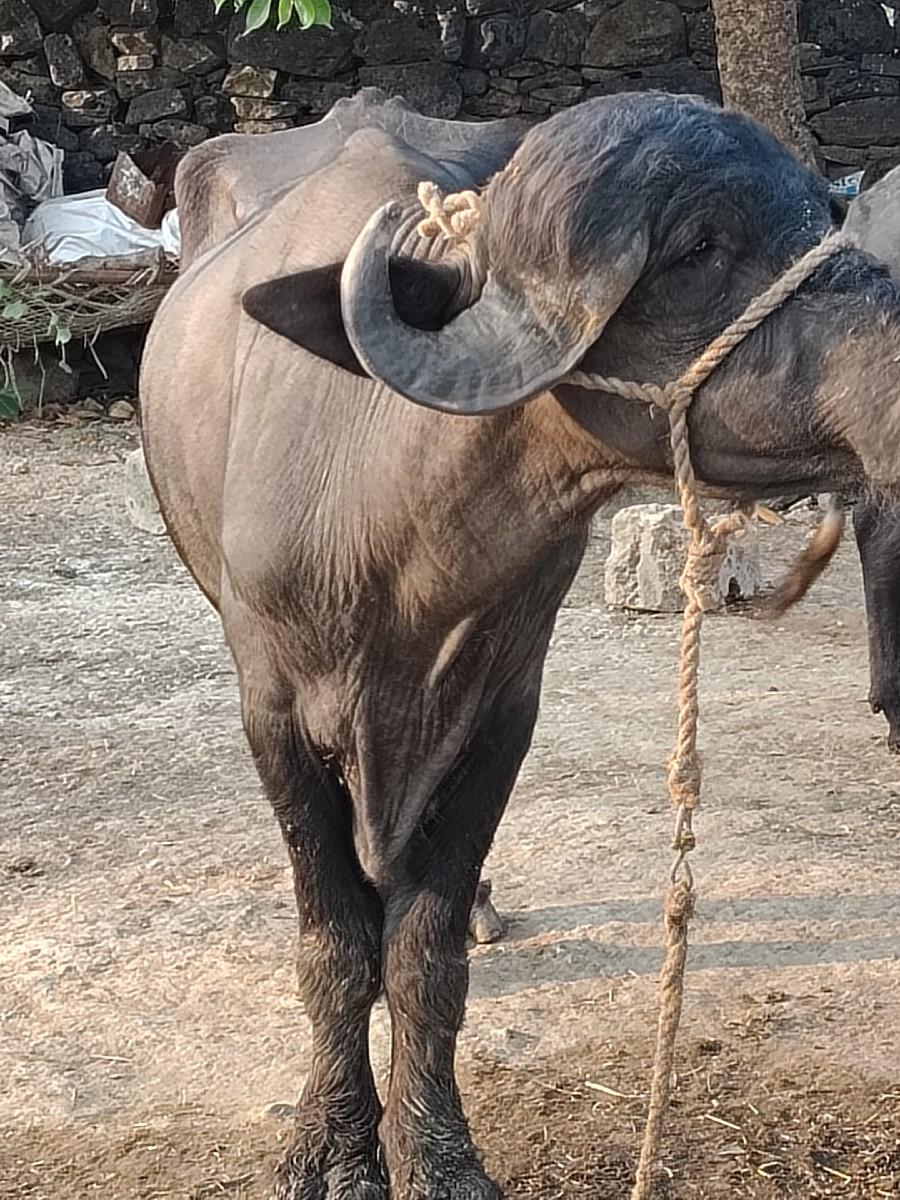 थंबनेल 3