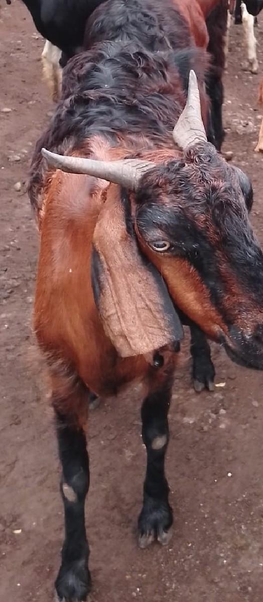 थंबनेल 2