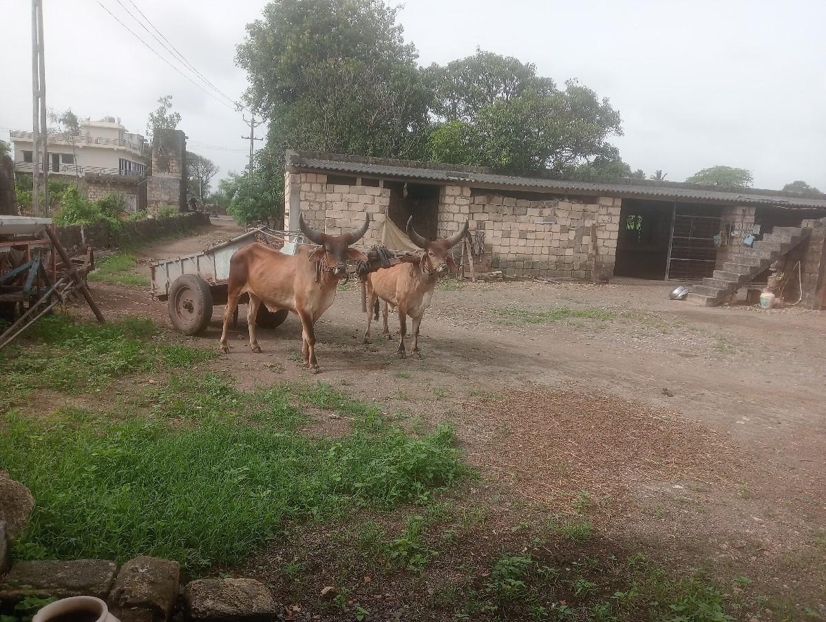 ગોઢલા વેચવા ના છે