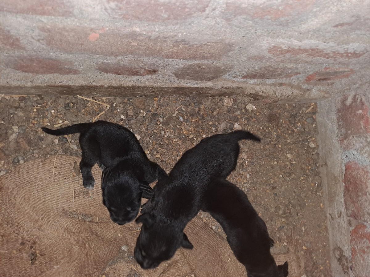 લેબ્રા ફિમેલ