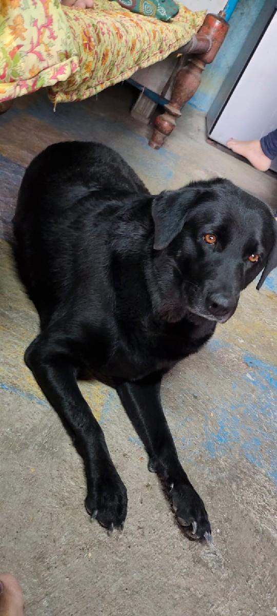 લેબ્રા ડોગ fimel vesvani છે