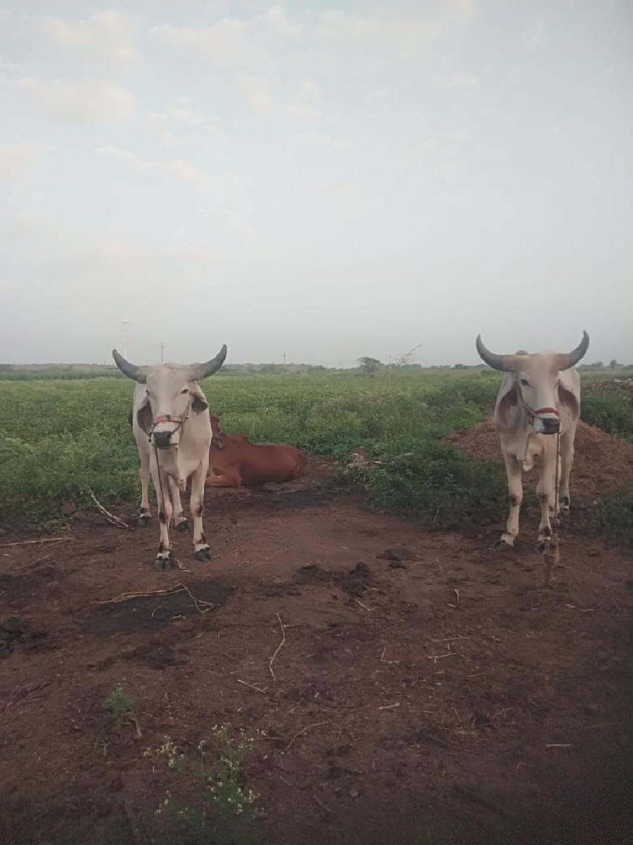 थंबनेल 2