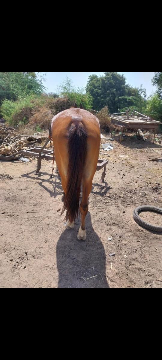 ઘોડીના સાટા કરવાના છે હાલવાળીહોતો