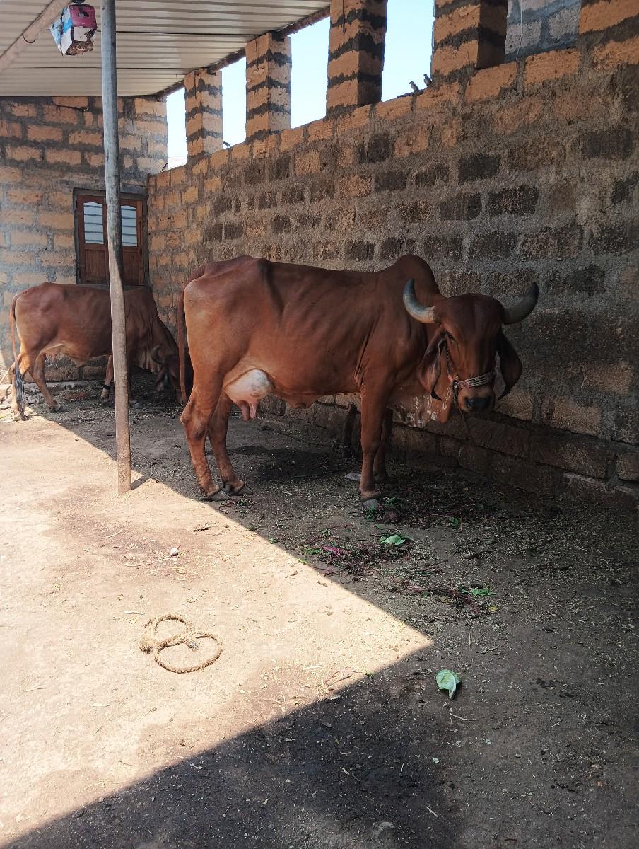 थंबनेल 3