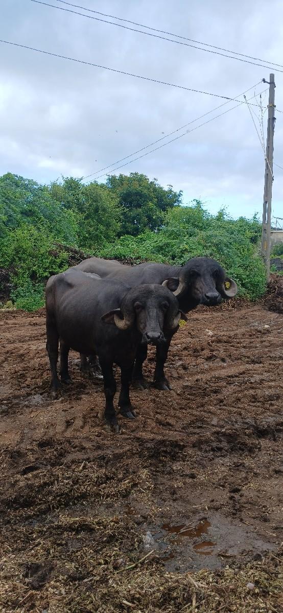 થંબનેલ 3