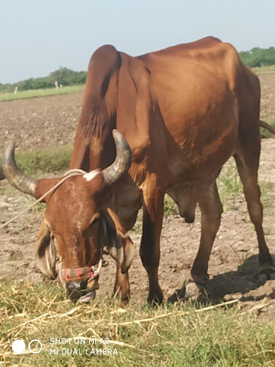 થંબનેલ 3