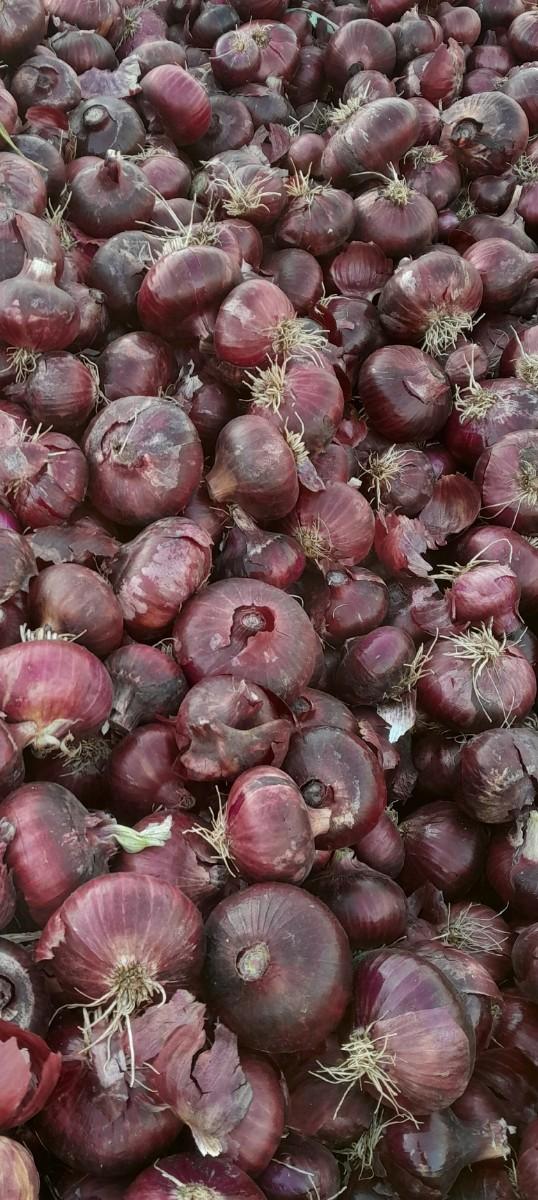 મોગરાની ડુંગળી લાલ દડા