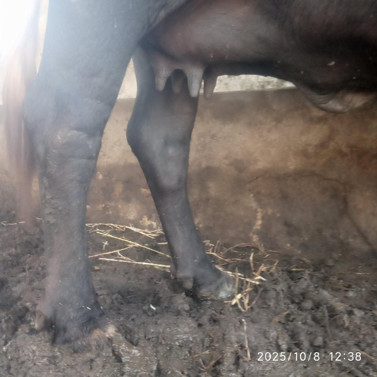 थंबनेल 3