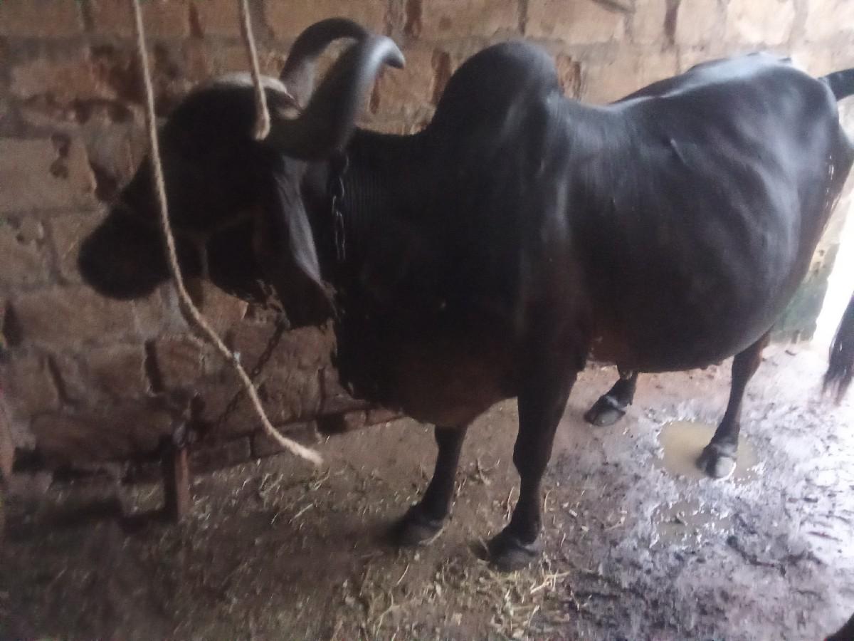 વેચવાની છે